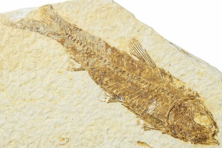 Fossil Fish (Knightia) - Green River Formation #234237